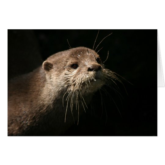 Otter Card