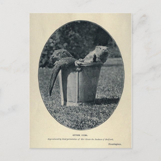 Otter Cubs Postcard (Front)