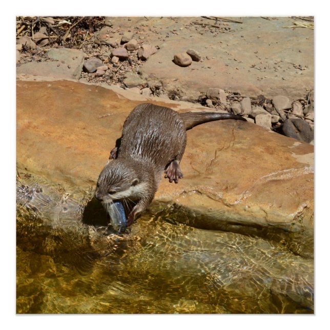 Otter Eating Fish By Pond, Glossy Poster (Front)