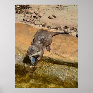 Otter Eating Fish By Pond, Poster