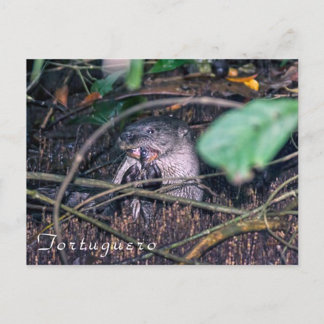 Otter eating fish in Tortuguero - Costa Rica Postcard (Front)
