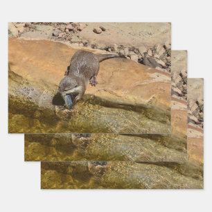Otter Eating Otterly Delicious Fish,    Wrapping Paper Sheet