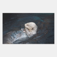 Otter eating water animal nature aquatic wild zoo