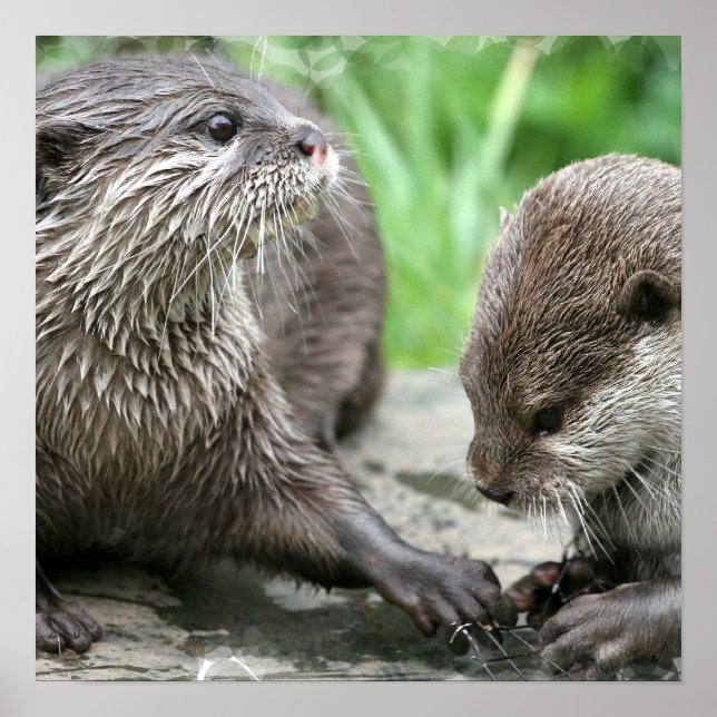 Otter Habitat Poster (Front)