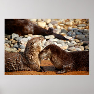 Otter Love Poster