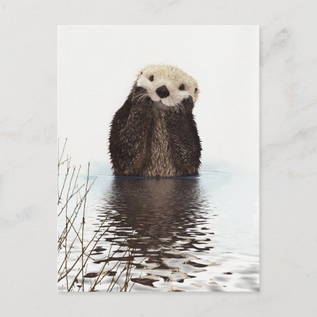 Otter Postcard (Front)