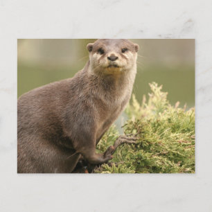Otter Postcard