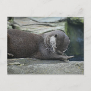 Otter postcard