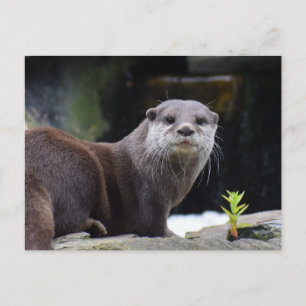 Otter  postcard