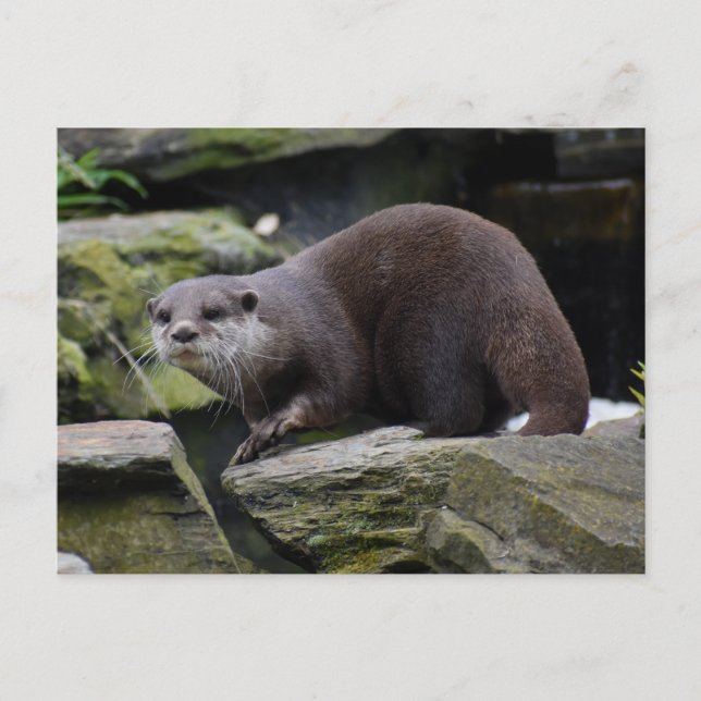 Otter  postcard (Front)