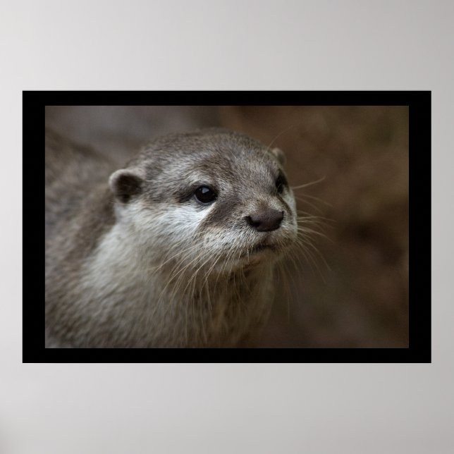 Otter Poster (Front)