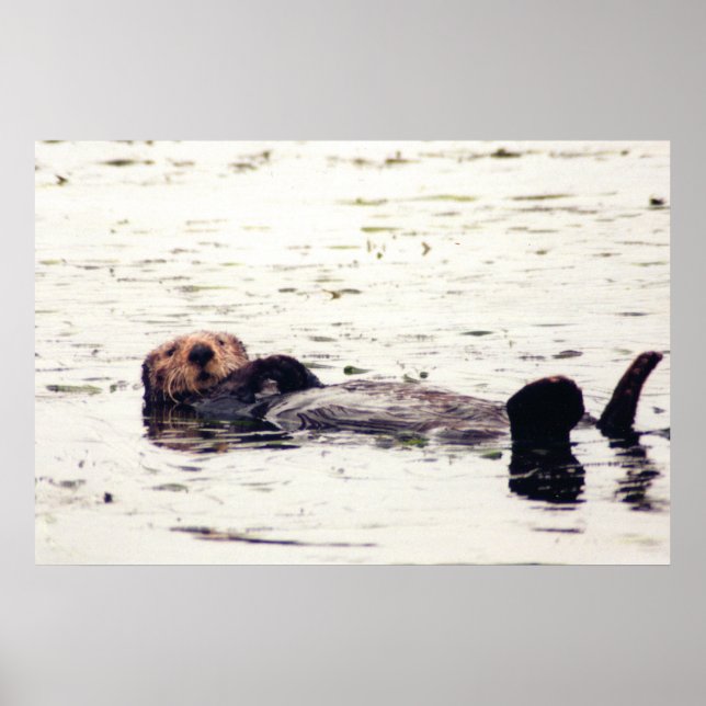 Otter Raft Poster (Front)