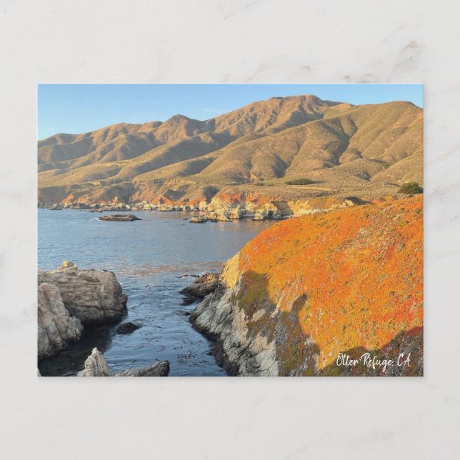 Otter Refuge, CA Postcard (Front)