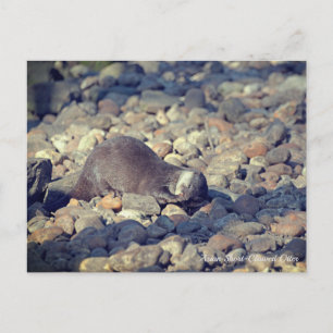 Otter Short-Clawed at Drusillas Zoo in East Sussex Postcard