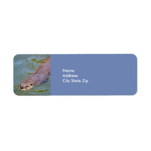 Otter Swimming Wildlife Photo