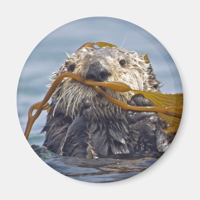Otter Wrapped in Kelp.Magnet Magnet (Front)