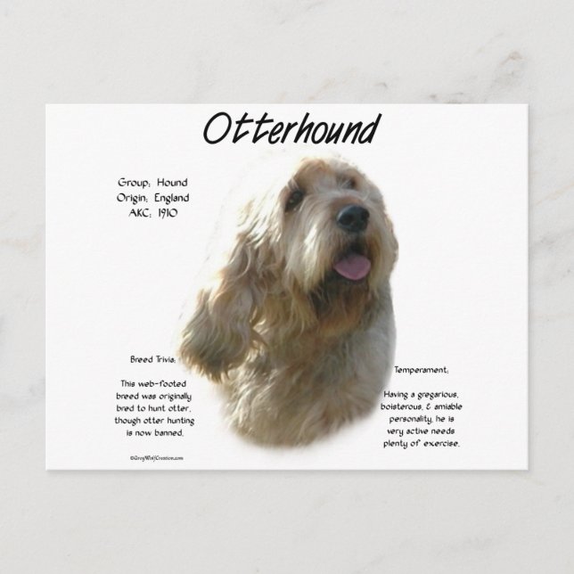 Otterhound History Design Postcard (Front)