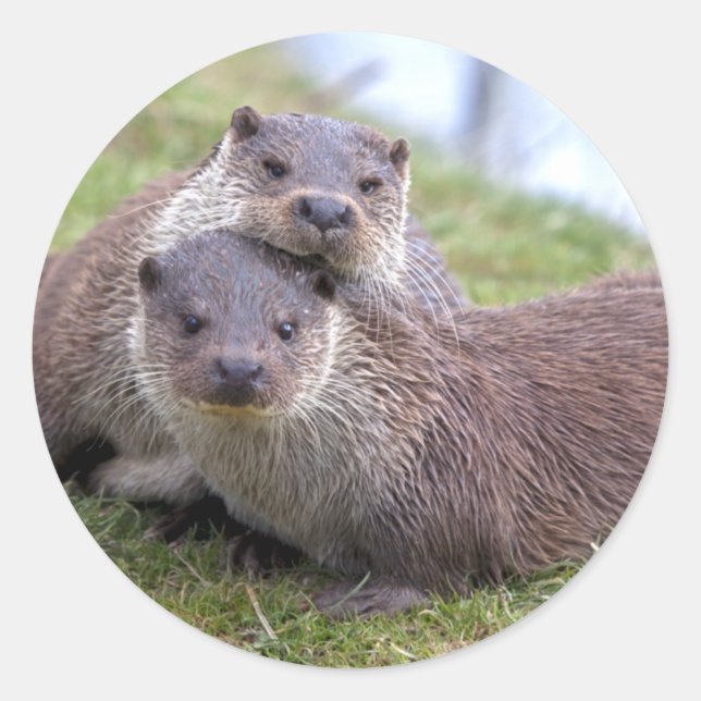 Otterly in Love Sticker (Front)