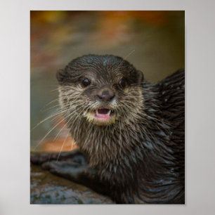 Otterly Surprise Poster