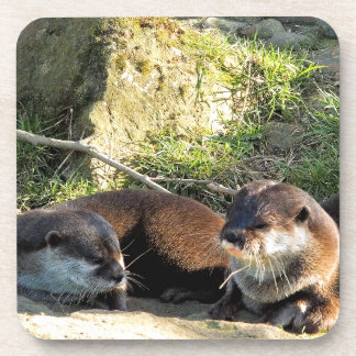 OTTERS COASTER