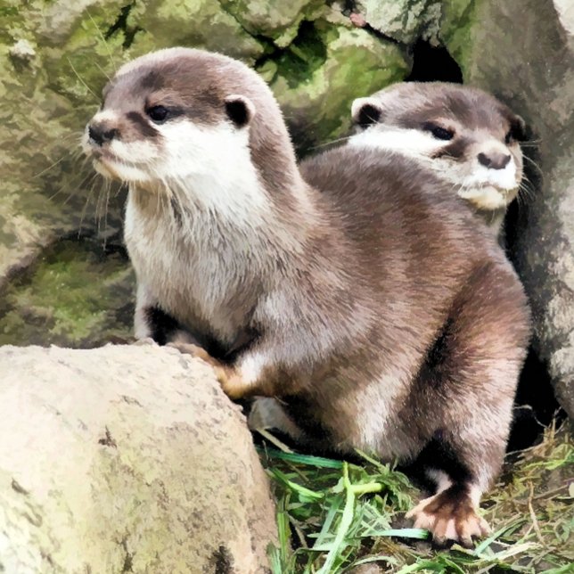 OTTERS COFFEE MUG (A photographic design of a pair of very cute little otters.)