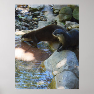 Otters Drinking, Poster