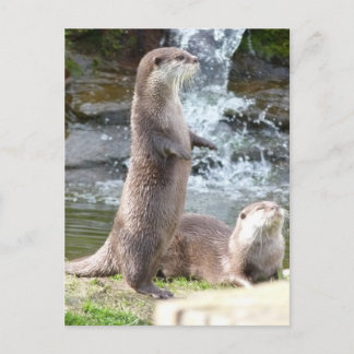 Otters enjoying the sun postcard
