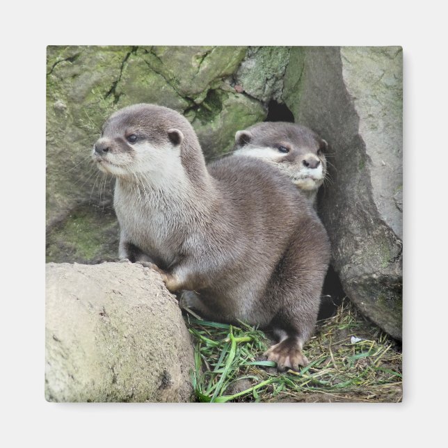 OTTERS MAGNET (Front)