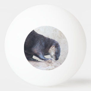 Otters ping pong ball