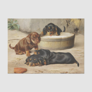 Otto Bache Dachshund Puppies Tissue Paper