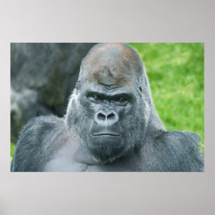 Oumbi's Power A Silverback Portrait Poster