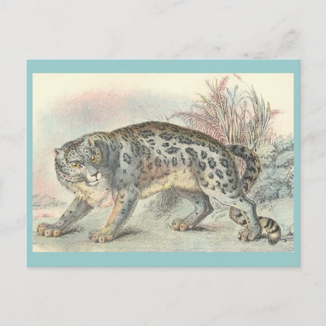 Ounce (Snow Leopard) Postcard (Front)