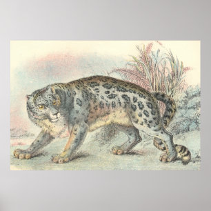 Ounce (Snow Leopard) Poster