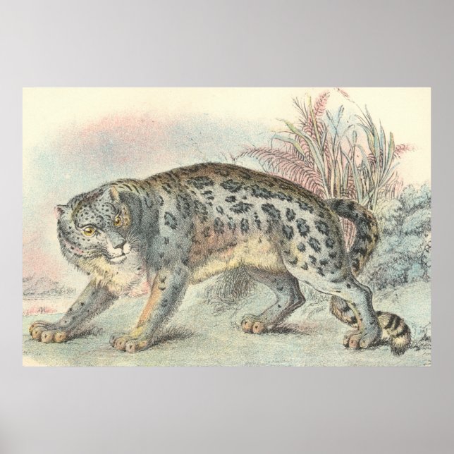 Ounce (Snow Leopard) Poster (Front)