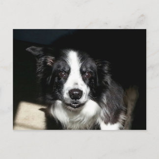 Our Beloved Border Collie Jake - postcard