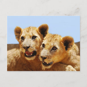 Our cute lion faces postcard