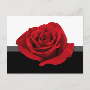Our Love Rose ~ postcard