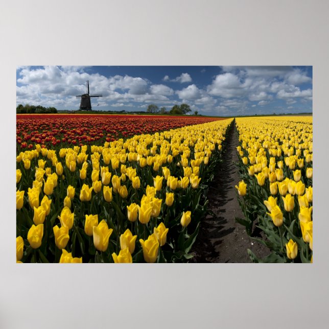 Out In The Tulip Fields Poster (Front)