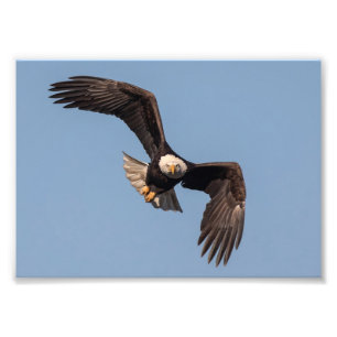 Out Of My Way Eagle  Photo Print