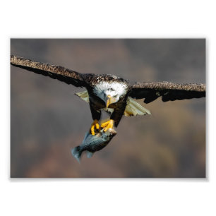 Out Of My Way, Eagle With Fish Photo Print