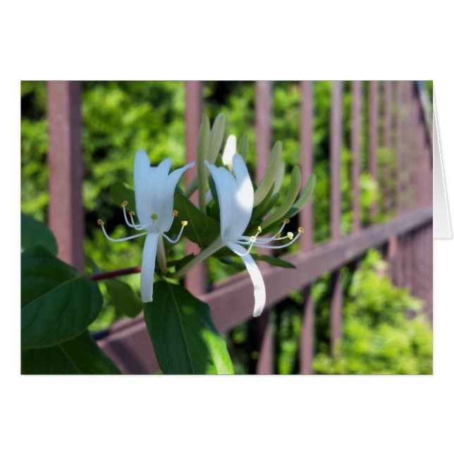 out of row (Front Horizontal)