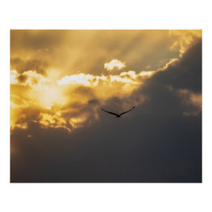 Out Of The Sun Bald Eagle Poster