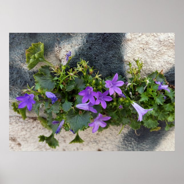 out of the wall flower poster (Front)