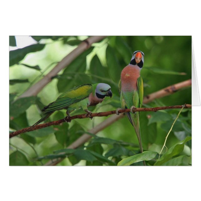 Out on a Limb (Front Horizontal)