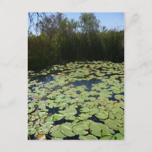 Outback Lily Pads  Postcard