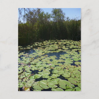 Outback Lily Pads  Postcard