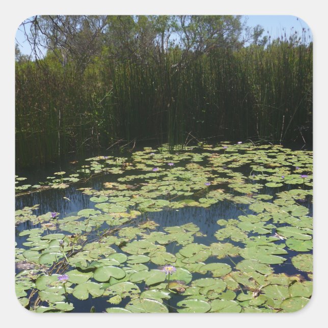 Outback Lily Pads Sticker (Front)