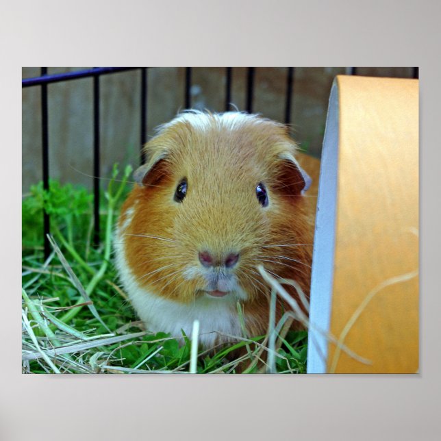 Outdoor guinea pig poster (Front)