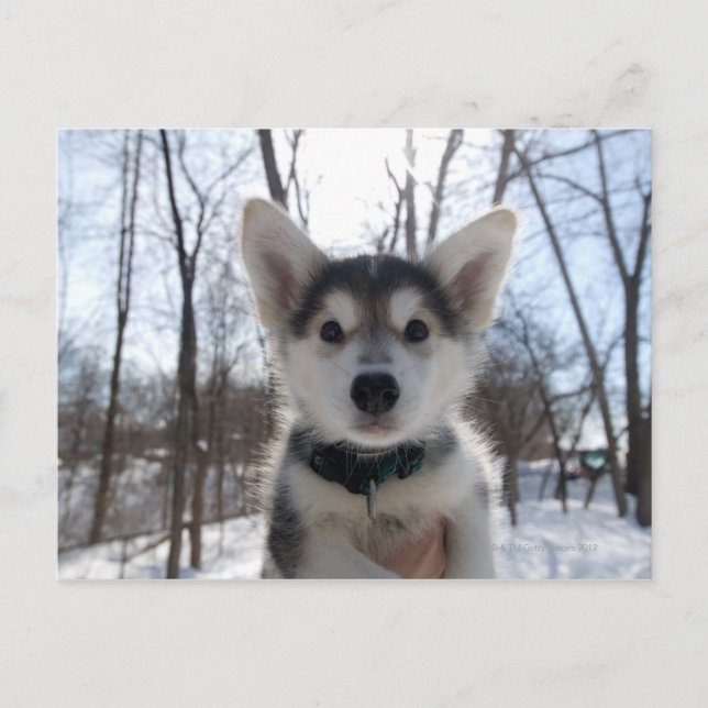 Outdoor portrait of husky dog puppy postcard (Front)