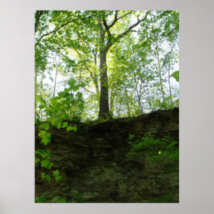 Outdoor trees poster